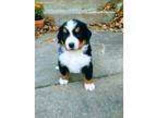 Bernese Mountain Dog Puppy for sale in Ponca City, OK, USA
