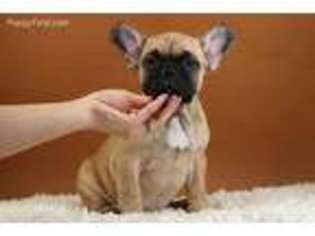 French Bulldog Puppy for sale in Piscataway, NJ, USA