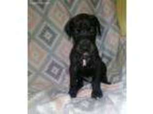 Great Dane Puppy for sale in Pittsfield, NH, USA