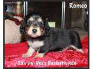 Dachshund Puppy for sale in Searcy, AR, USA