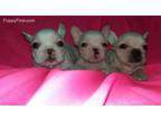 French Bulldog Puppy for sale in Ridgewood, NY, USA