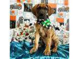 Great Dane Puppy for sale in Dallas, TX, USA