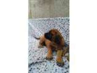 Mastiff Puppy for sale in Ava, MO, USA