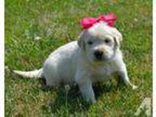 Golden Retriever Puppy for sale in VESTABURG, MI, USA