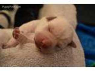 Labrador Retriever Puppy for sale in Durango, CO, USA