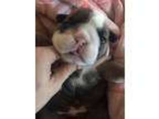 Bulldog Puppy for sale in Lewiston, ID, USA