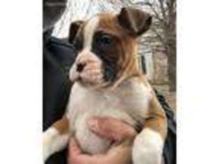 Boxer Puppy for sale in Villa Park, IL, USA