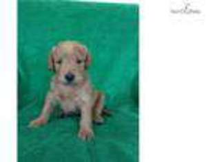 Labradoodle Puppy for sale in Wausau, WI, USA