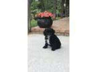 Cavapoo Puppy for sale in Irvington, KY, USA
