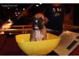 Boxer Puppy for sale in Bristol, CT, USA