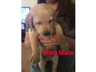 Labrador Retriever Puppy for sale in Pierce, CO, USA