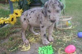 Great Dane Puppy for sale in Warwick, RI, USA