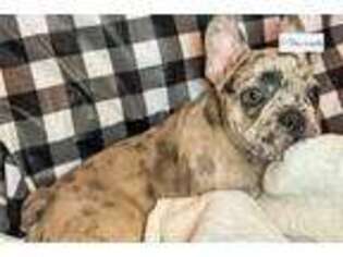 French Bulldog Puppy for sale in Jonesboro, AR, USA