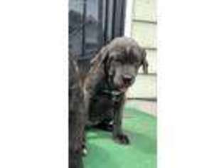 Neapolitan Mastiff Puppy for sale in Toledo, OH, USA