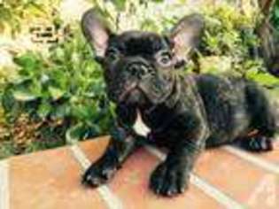 French Bulldog Puppy for sale in EL TORO, CA, USA