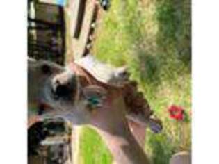 French Bulldog Puppy for sale in Meadow Vista, CA, USA
