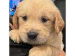 Golden Retriever Puppy for sale in Yuma, AZ, USA