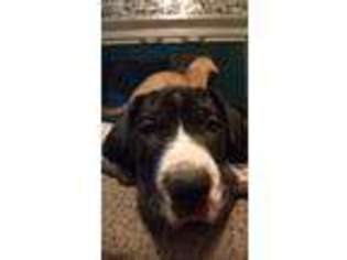 Great Dane Puppy for sale in Miamisburg, OH, USA