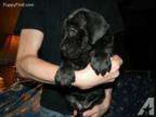 Great Dane Puppy for sale in TROY, MO, USA