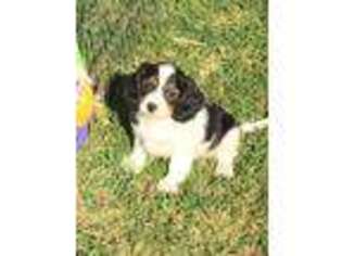 Cavachon Puppy for sale in Maynard, MN, USA