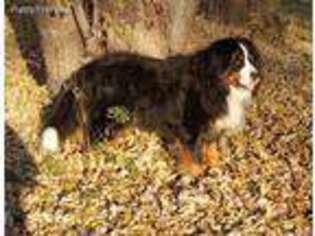 Bernese Mountain Dog Puppy for sale in Cologne, MN, USA