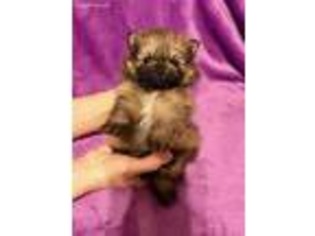 Pomeranian Puppy for sale in Eau Claire, MI, USA