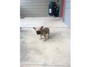 French Bulldog Puppy for sale in Universal City, TX, USA