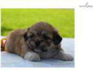 Lhasa Apso Puppy for sale in Lexington, KY, USA