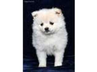 Pomeranian Puppy for sale in Millersburg, OH, USA
