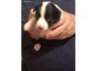 Border Collie Puppy for sale in Oakville, CT, USA