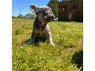 French Bulldog Puppy for sale in Searcy, AR, USA