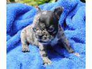 French Bulldog Puppy for sale in Brighton, IL, USA