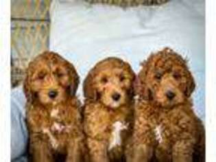 Goldendoodle Puppy for sale in HUNTERTOWN, IN, USA