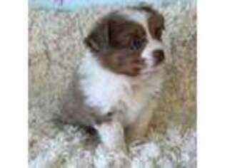 Miniature Australian Shepherd Puppy for sale in Arlington, WA, USA