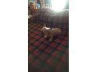 French Bulldog Puppy for sale in Wyandotte, OK, USA
