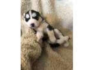 Siberian Husky Puppy for sale in Woodlake, CA, USA