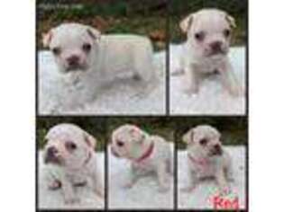 Boston Terrier Puppy for sale in Hillsborough, NC, USA