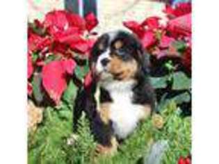 Bernese Mountain Dog Puppy for sale in Pomona, MO, USA