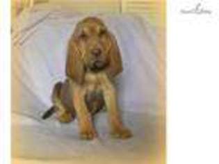 Bloodhound Puppy for sale in York, PA, USA