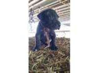 Great Dane Puppy for sale in Canton, TX, USA