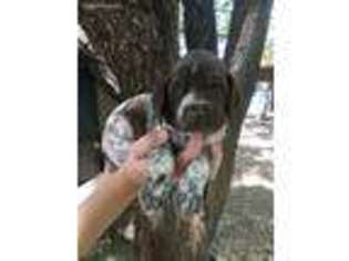 German Shorthaired Pointer Puppy for sale in Montrose, CO, USA