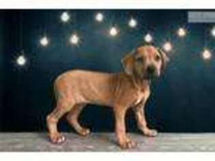 Rhodesian Ridgeback Puppy for sale in Saint George, UT, USA