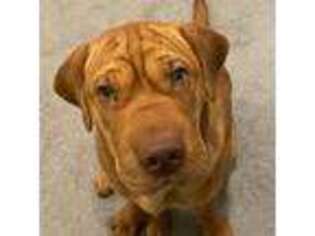Basset Hound Puppy for sale in Dunwoody, GA, USA