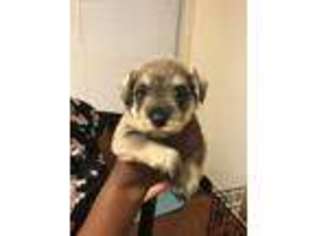 Mutt Puppy for sale in West Point, NY, USA