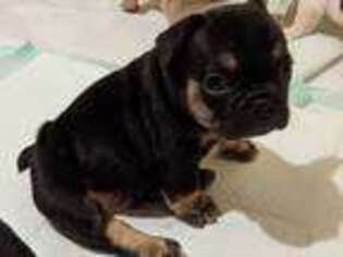 French Bulldog Puppy for sale in Saint Matthews, SC, USA