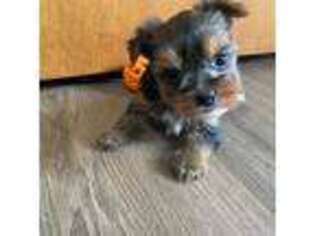Yorkshire Terrier Puppy for sale in Chillicothe, OH, USA