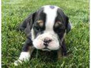 Bulldog Puppy for sale in Kaysville, UT, USA