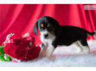 Beagle Puppy for sale in Youngstown, OH, USA