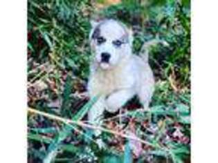 Siberian Husky Puppy for sale in Glen Allen, VA, USA