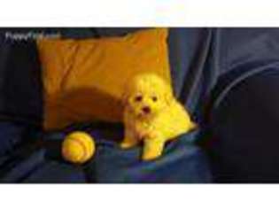 Mutt Puppy for sale in Hornbeak, TN, USA